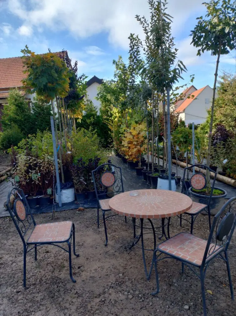 Gartenlaube Pflanzen kaufen in Ronshausen