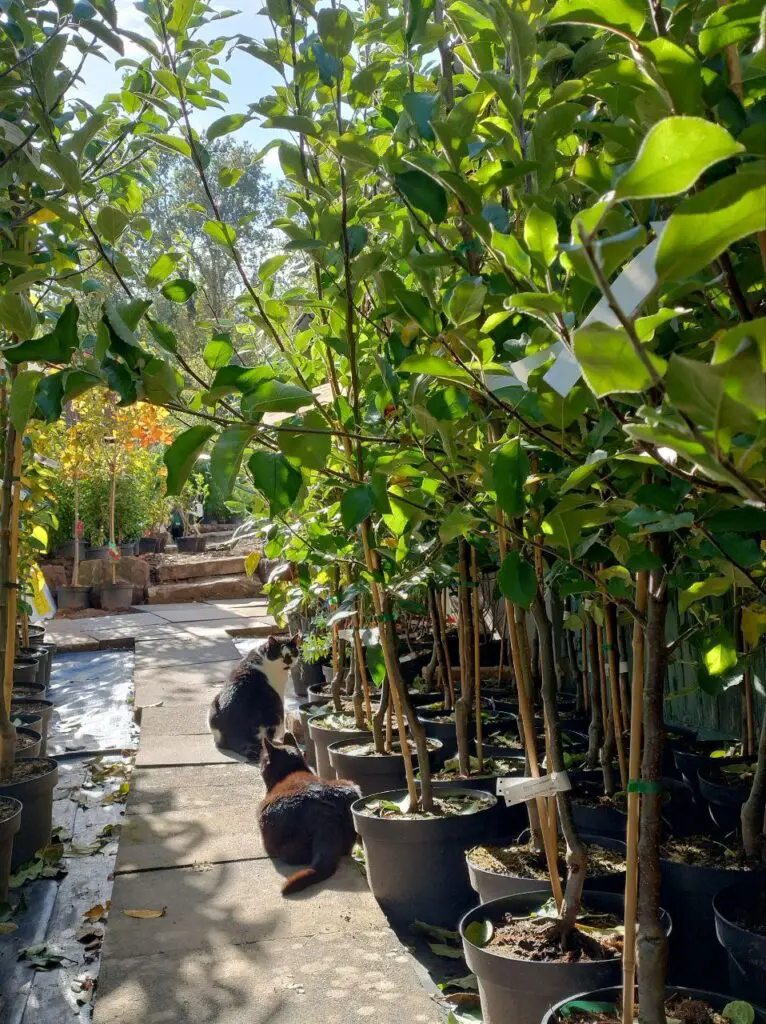 Obstbaum - Pflanzen Hofladen Wenk