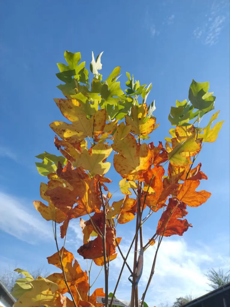 Platanen Baum - Pflanzen Hofladen Wenk