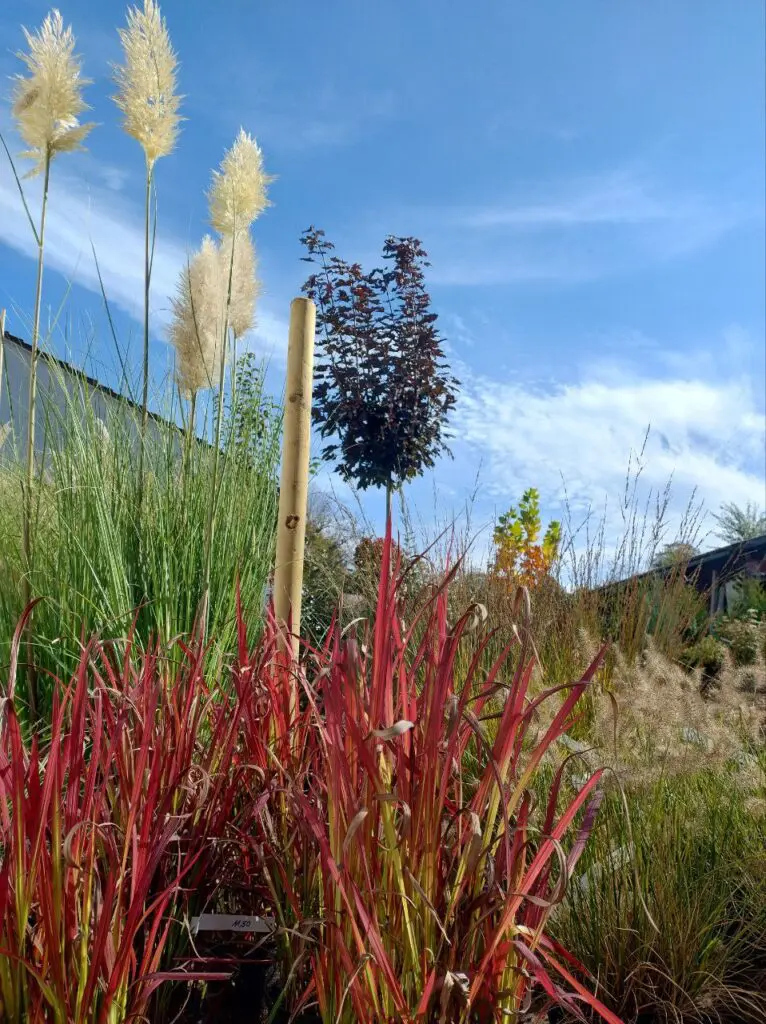 Gräser kaufen Hersfeld-Rotenburg - Pflanzen Hofladen Wenk 