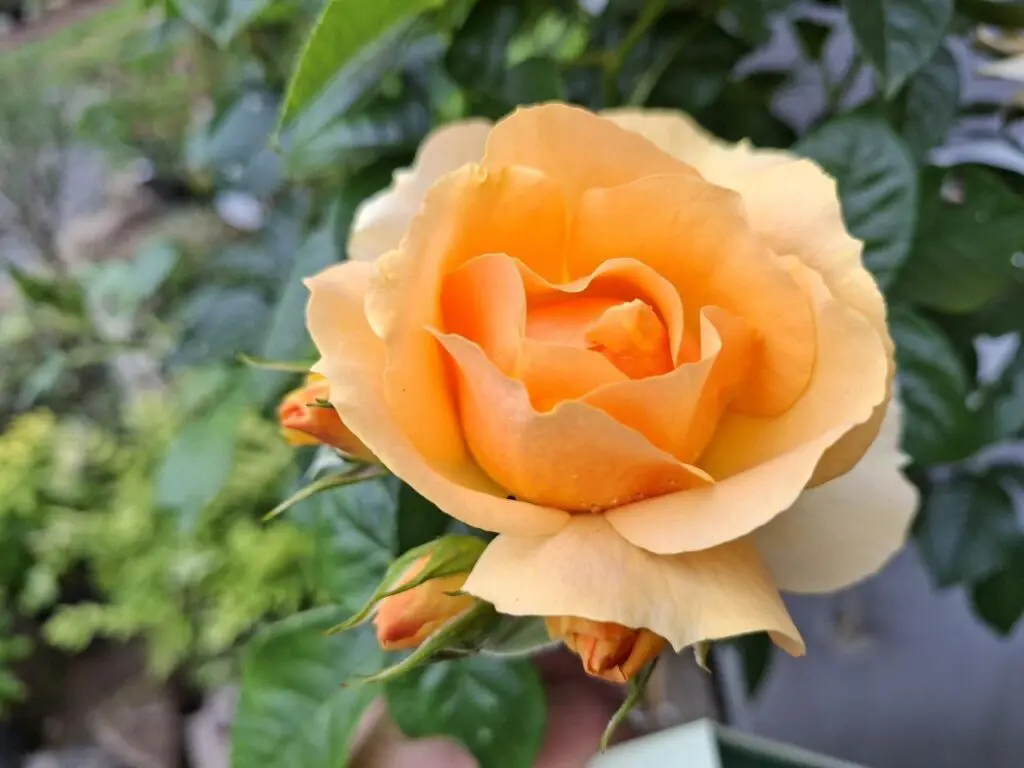 "Hansestadt Rostock"